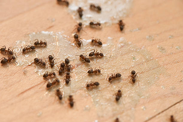 Best Termite Control Services  in Baird, TX